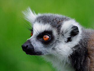 portrait of a lemur on a green background