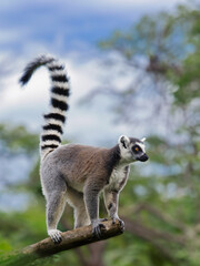 lemur standing on a tree against a forest background