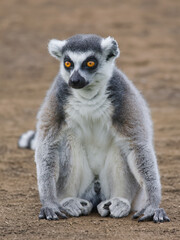 Fototapeta premium lemur sitting on the ground