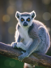 lemurs sitting on a blurred background