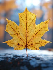 autumn maple leaf