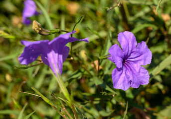 The pretty purple kencana flower Ruellia tuberosa is blooming in the garden. Creative banner.