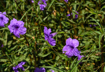 Fototapeta premium Close up of Ruellia tuberosa or Purple Kencana or Ruellia brittoniana or Ruellia tuberosa or Purple Ruellia flower blooming on green leaves background.