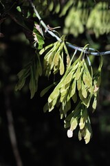 Obraz premium winged seeds of Acer Negundo tree in summer 