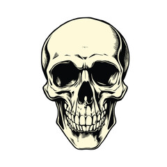 Realistic Human Skull Illustration