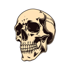 Side Profile of a Human Skull