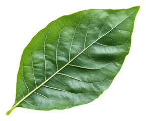 Obraz premium PNG Intricate-veined green leaf