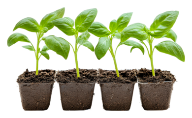 PNG Basil seedlings growing in pots indoors