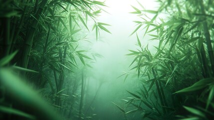 Tranquil misty morning in a bamboo grove perfect for peaceful and nature-themed backgrounds