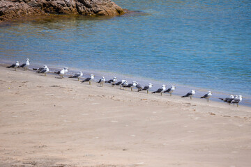 ウミネコの集まる砂浜の風景 鳥取県 浦富海岸