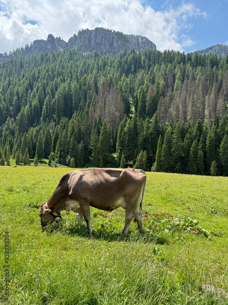 Wall mural cow eating grass in nature