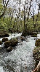 奥入瀬渓流　青森