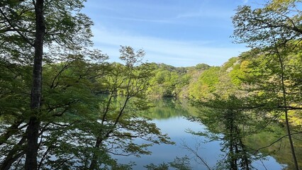 新緑　十二湖 鶏頭場の池
