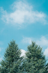 雪化粧した木々と青空