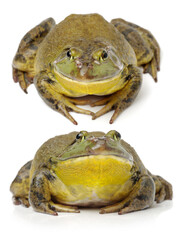 Bullfrog, Rana catesbeiana, against white background, studio shot
