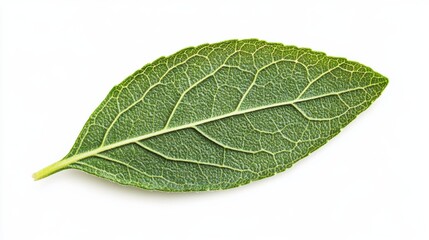 Obraz premium A detailed top-down view of a single St John's Wort leaf, emphasizing its unique texture and vibrant green color against a clean white backdrop