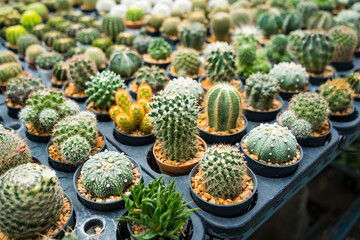 A Diverse Collection of Cacti and Succulents in a Nursery: Nature’s Array of Textures and Forms.