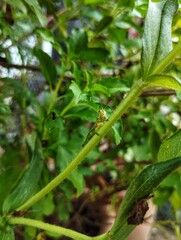 Grasshopper sitting on a tree 