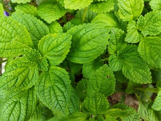 Green leaf texture pattern background 