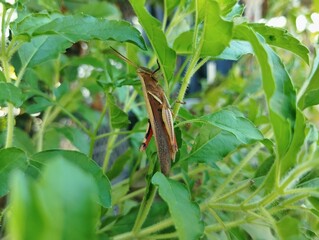 Brown grasshopper sitting on a tree 