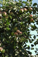 apples on tree