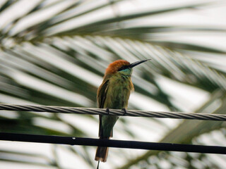 A blue-throated bee-eater perches on a telegraph wire in tropical Thailand.