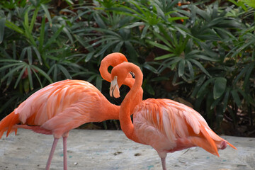 Two pink flamingoes make a love heart with their necks on Wuzhizhou Island, China.