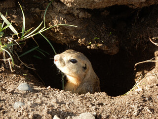 A marmot pears out of a hole out on the steppe in Mongolia.