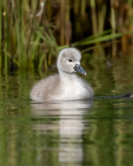Höckerschwan Küken
