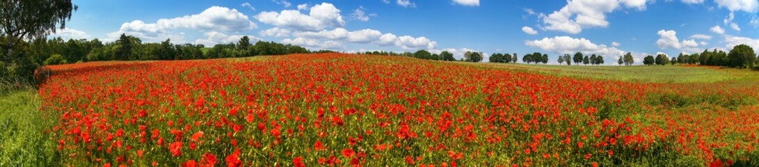 poppies or Common poppy, corn poppy, Papaver Rhoaes