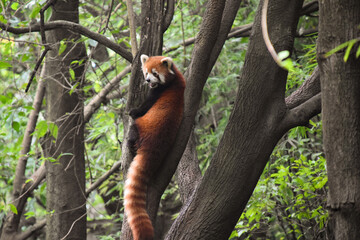 A red panda climbing a tree in Chengdu, China.