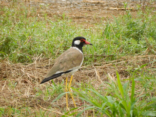 A red-wattled lapwing bird on the ground in Thailand.