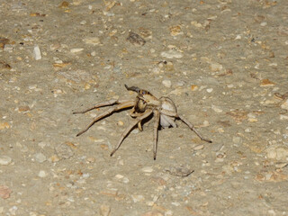 A large camel spider pops out from the desert floor at the Darvaza gas crater in Turkmenistan