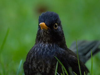 Amsel