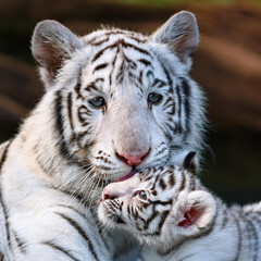 ホワイトタイガーの親子