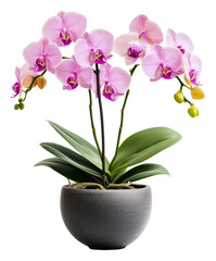 Naklejka premium PNG Beautiful pink orchids in a modern pot arrangement