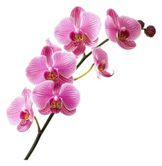 Fototapeta na wymiar PNG Beautiful pink orchids blooming gracefully