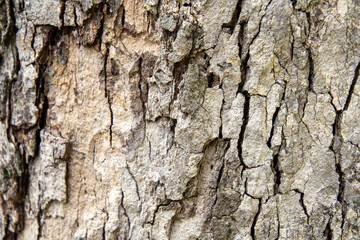 Tree Bark Texture Close-Up
