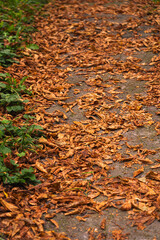 A tranquil path covered with golden autumn leaves in a serene forest park during late afternoon