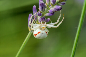 A white crab spider in close up view with soft green lavendar background