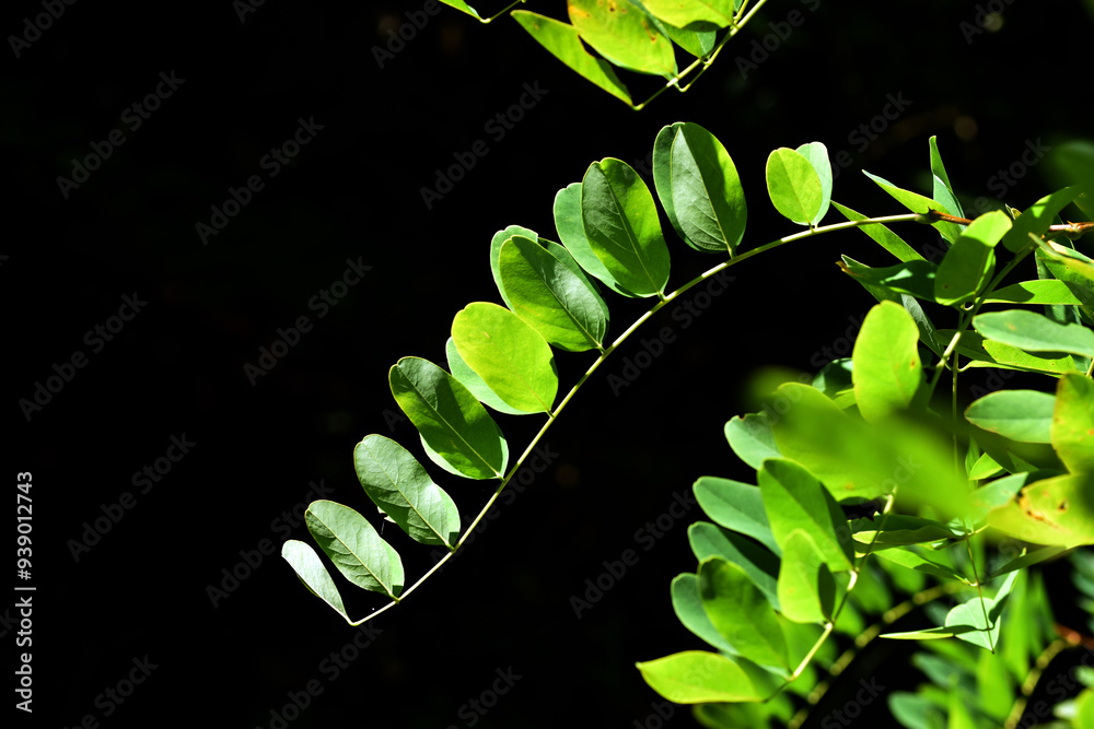 Poster detail of the compound leaves of black locust (robinia pseudoacacia)