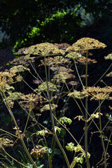 Fruits of the medicinal plant hogweed (Heracleum sphondylium)