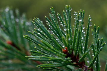Raindrops on the leaves of the Scots pine (Pinus sylvestris)