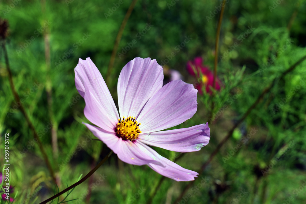 Sticker Pink flowers of the garden cosmos (Cosmos bipinnatus)