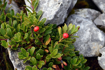 Leaves and red fruits of Arctostaphylos uva-ursi