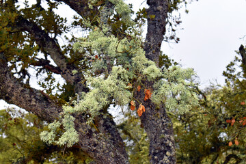 Oakmoss lichen (Evernia prunastri) covering the branch of an oak tree