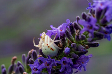 A white crab spider in close up view with soft green lavendar background