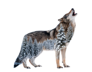 Wolf Howling with Snow-Covered Forest Double Exposure Isolated on White Background