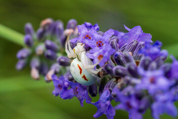 A white crab spider in close up view with soft green lavendar background