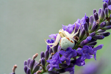 A white crab spider in close up view with soft green lavendar background